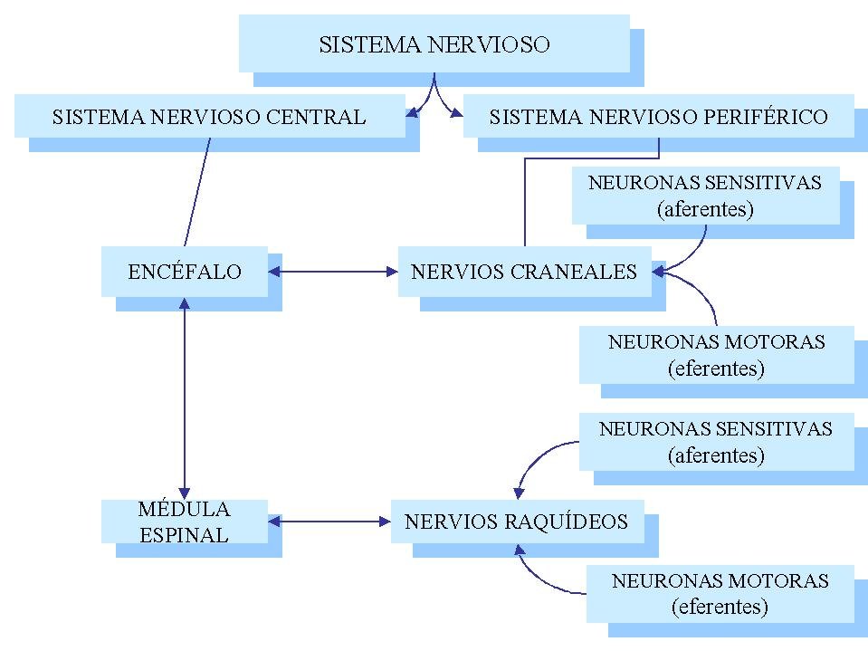 Actividades de sexto grado El sistema nervioso.