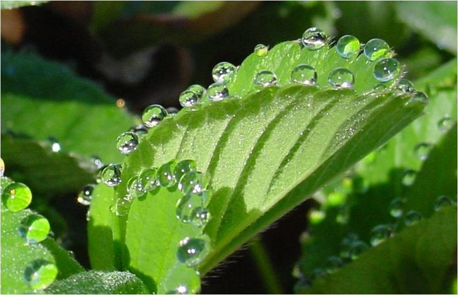 Water is a good example of cohesion because it holds its