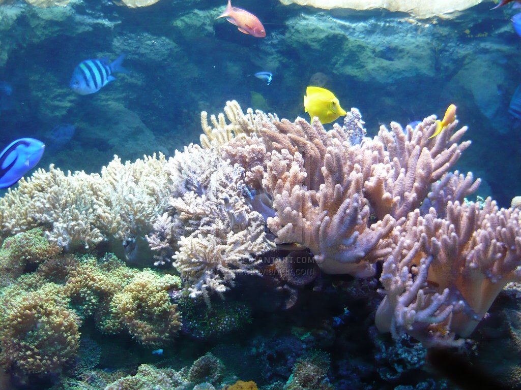 Aquatic Biome!!