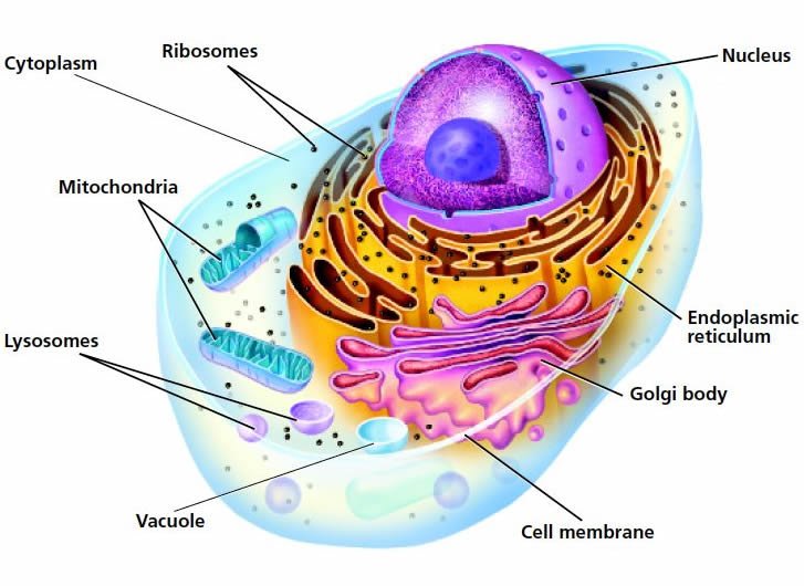 Cytoplasm
