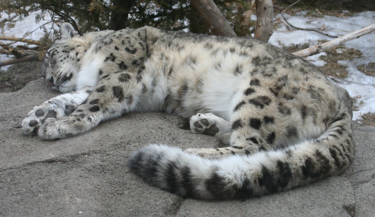 snow leopard climate change
