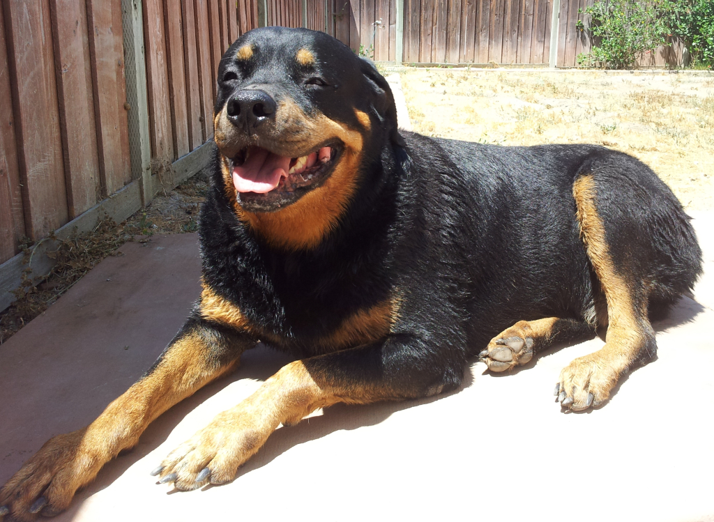 Rottweilers