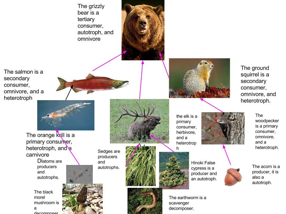 Grizzly Bear Food Chain