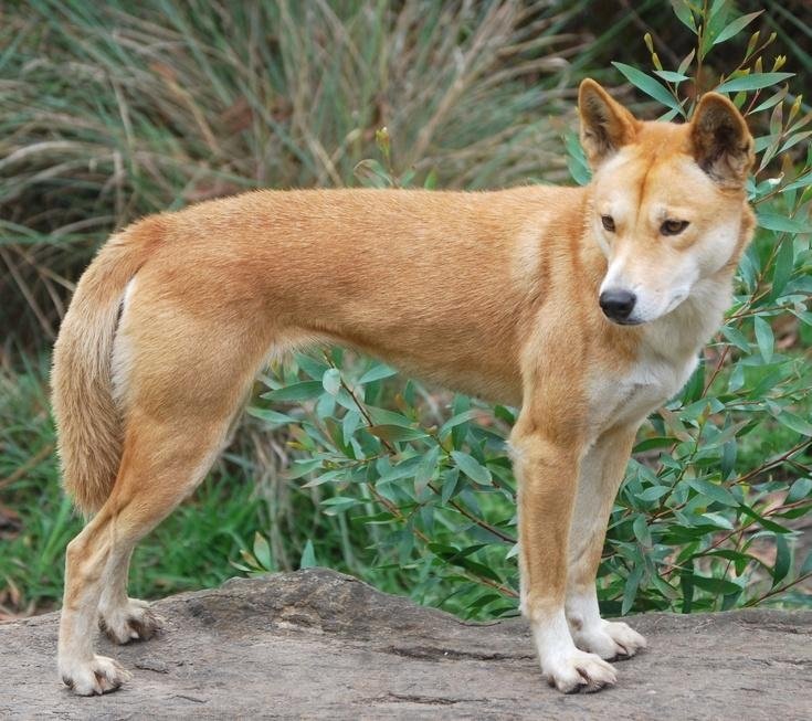 Dingo Adaptations