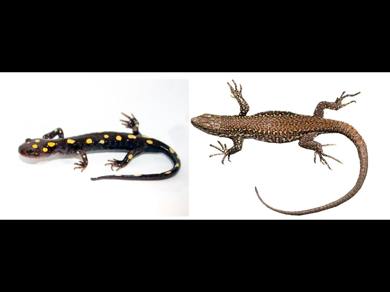 Salamander VS. Lizard by Emilee