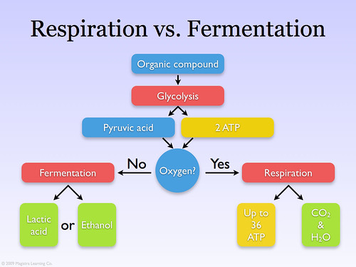 Respiration vs. Fermentation