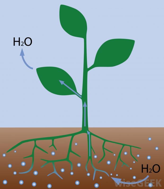 Water absorption is a very important part for a growing p...
