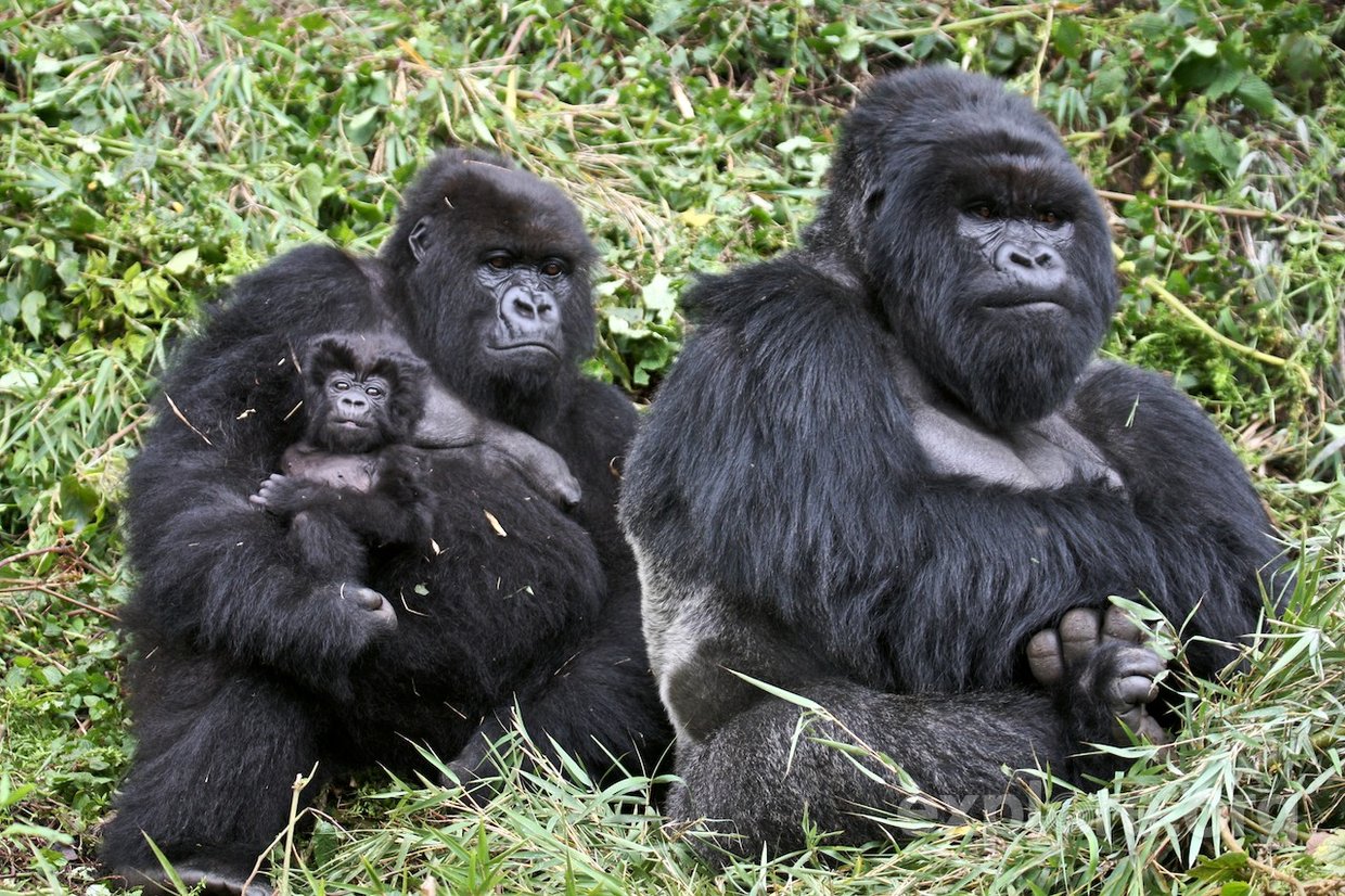 Gorilla life cycle