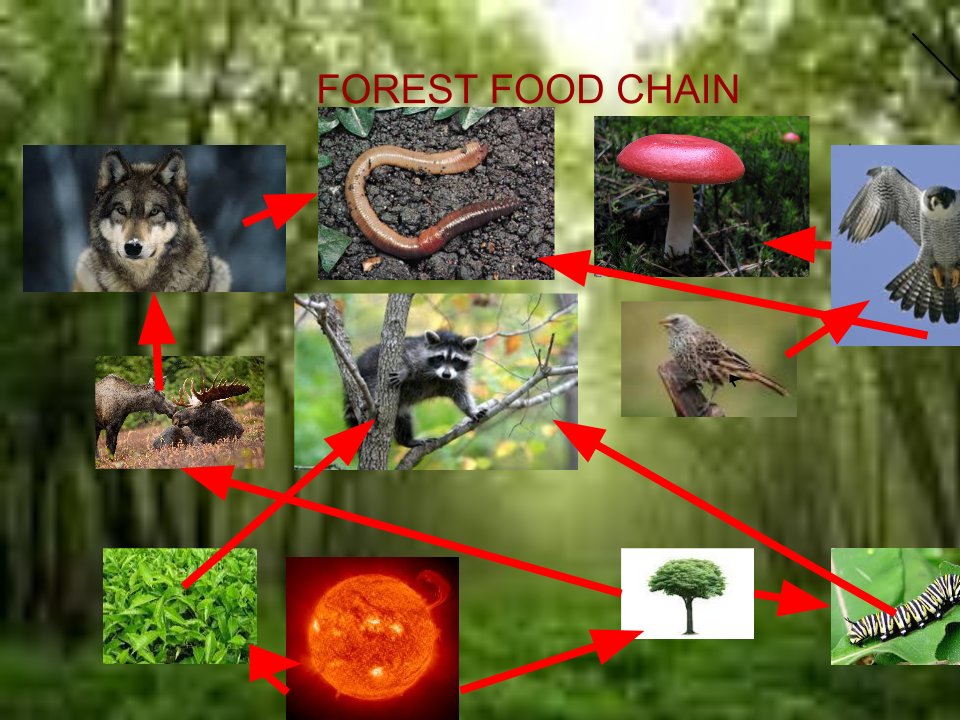 FOREST FOOD CHAIN
