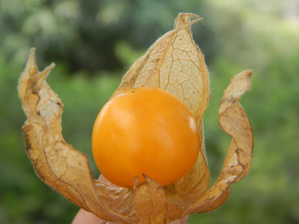 BENEFICIOS DEL AGUAYMANTO