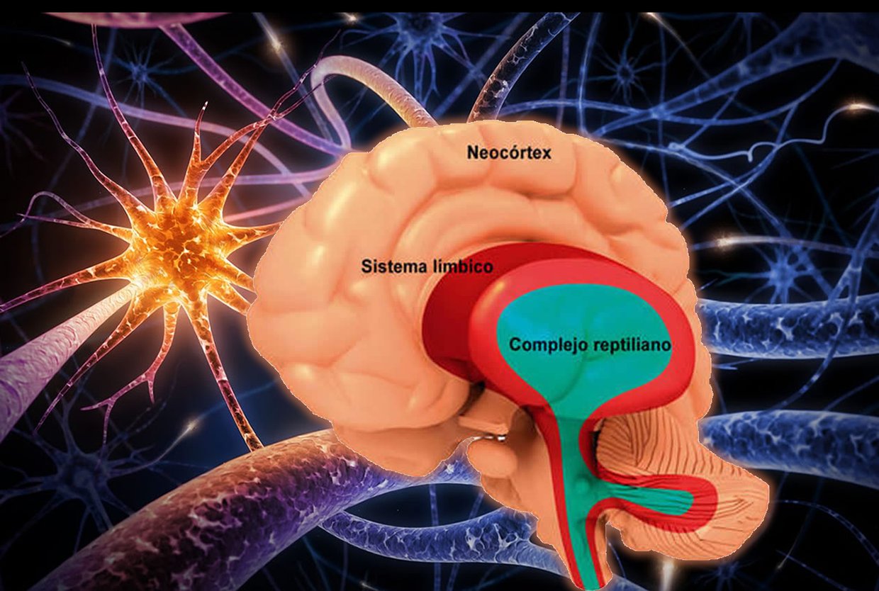 EL CEREBRO TRIUNO