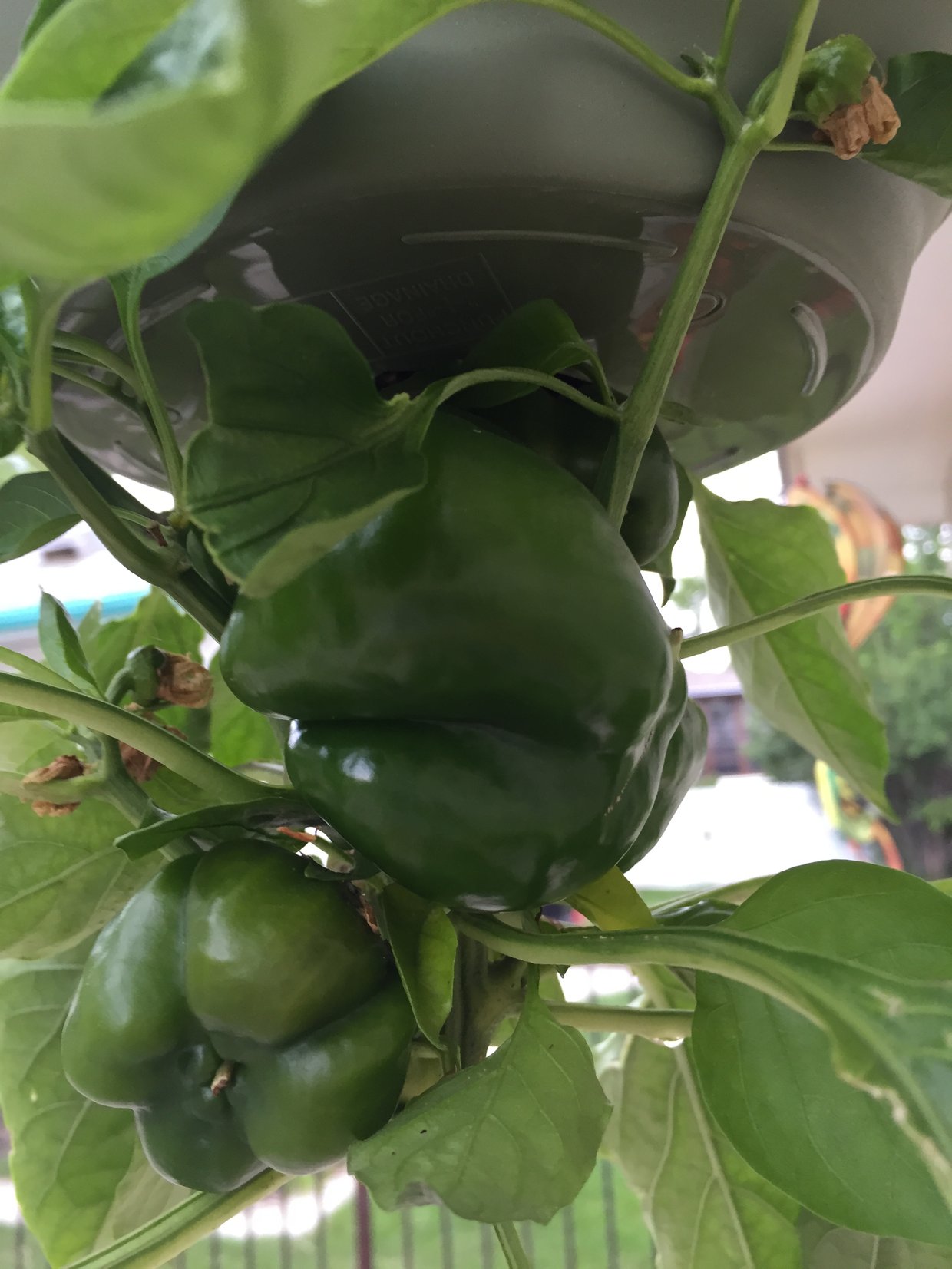 Upside down pepper plant! What a great way to grow vegeta...