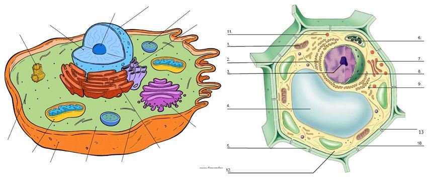 Nucleolus, nucleus, centriole, cytoskeleton, mitochondria...