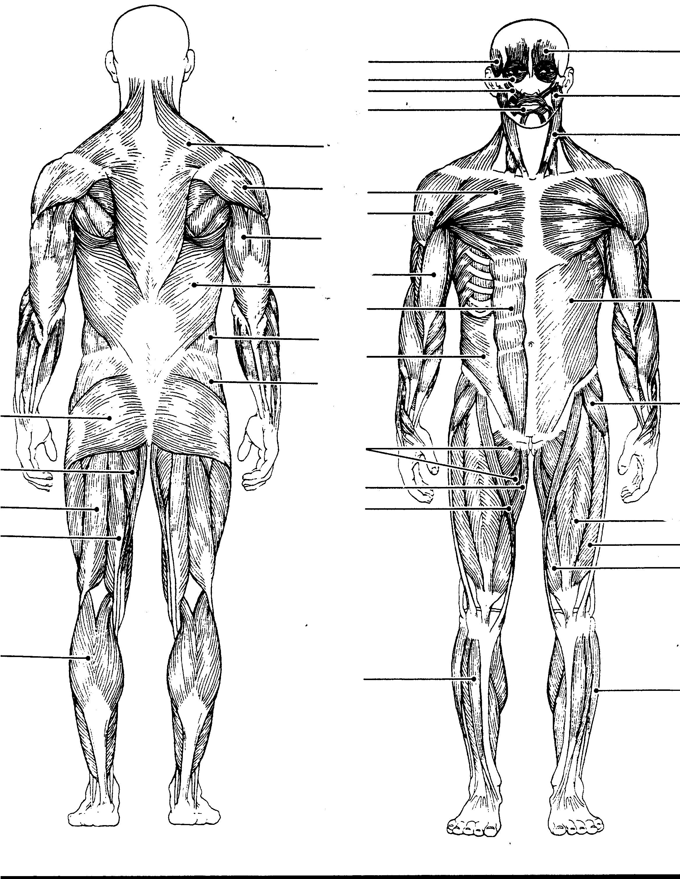 Muscles Anterior Full Body Diagram : Muscle Chart Hd Stock Images
