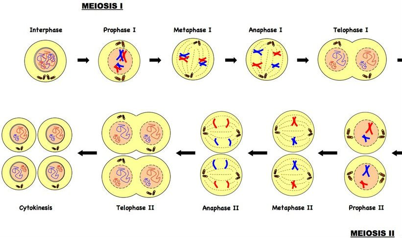 In Prophase 1, the nuclear membrane disappears, spindle f...