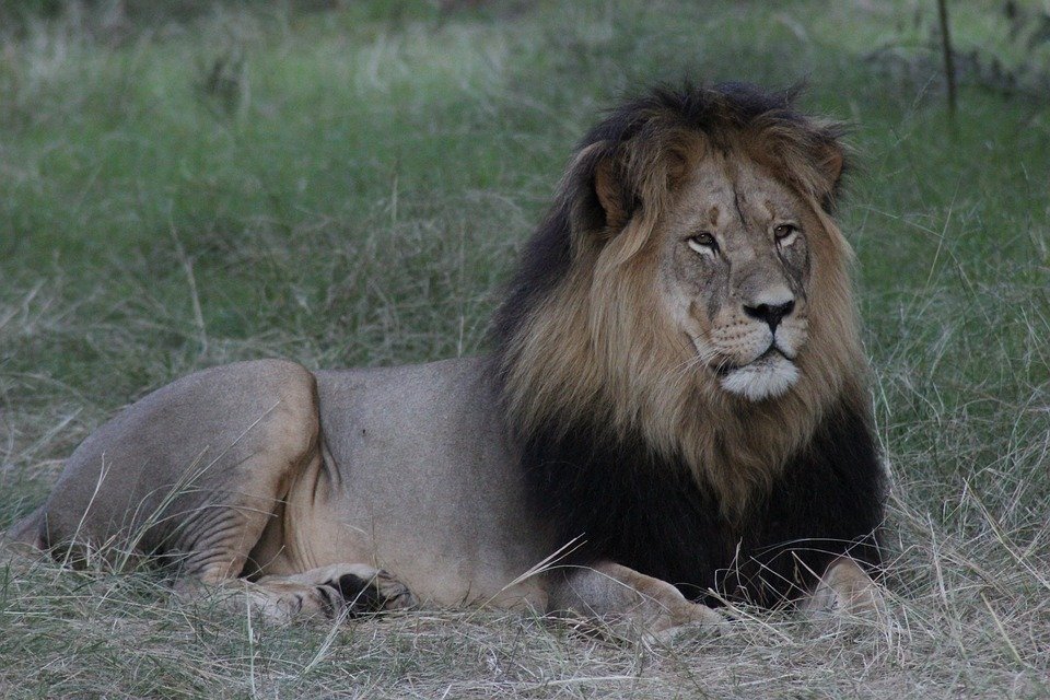 The Mighty Lion