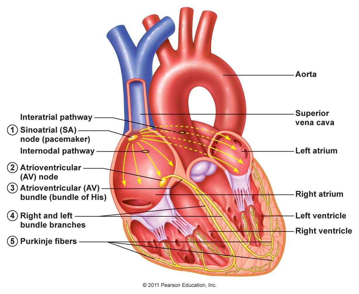 Electrical Activity of the Heart