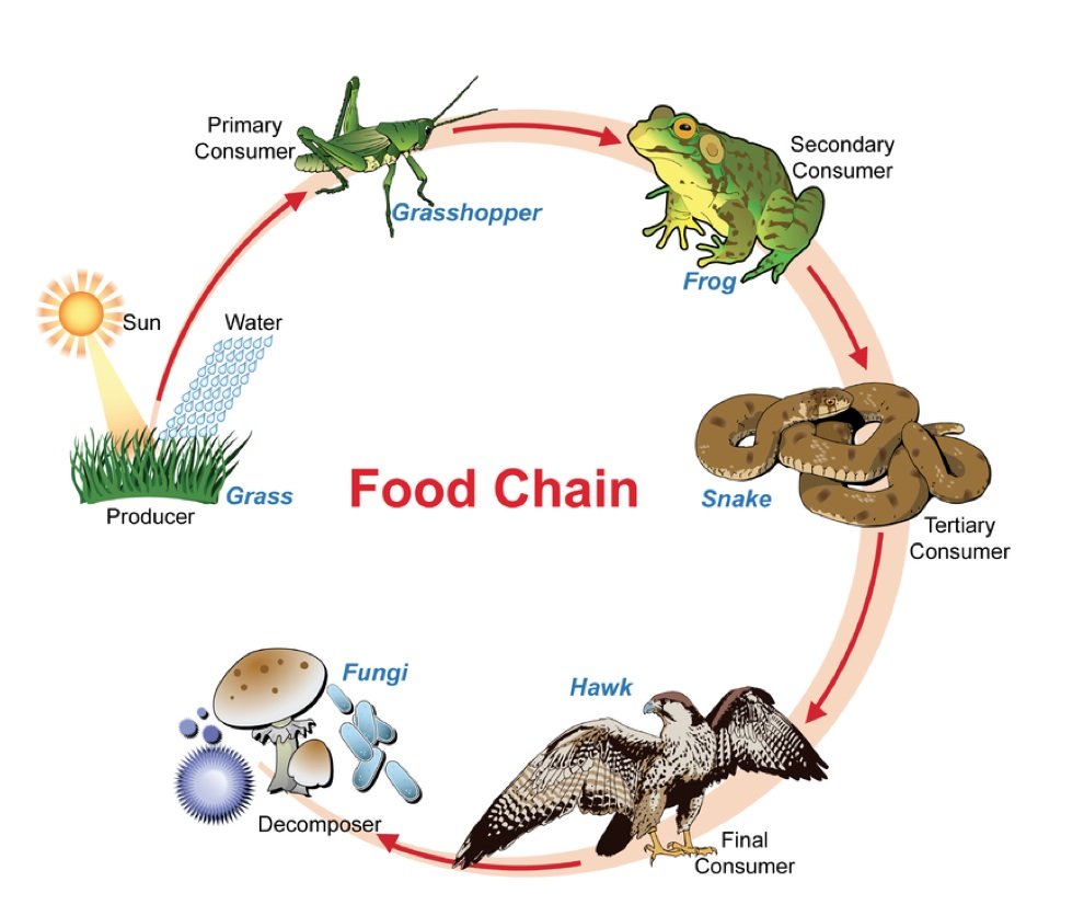 THE FOOD CHAIN