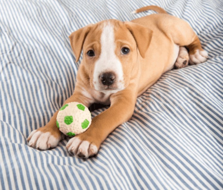 4 Indestructible Chew Toys for Pit Bulls