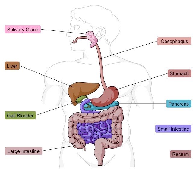 What is the digestive system?