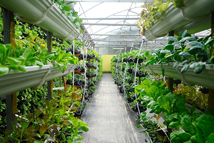 The Greening of the Food Supply Chain Vertical Farming