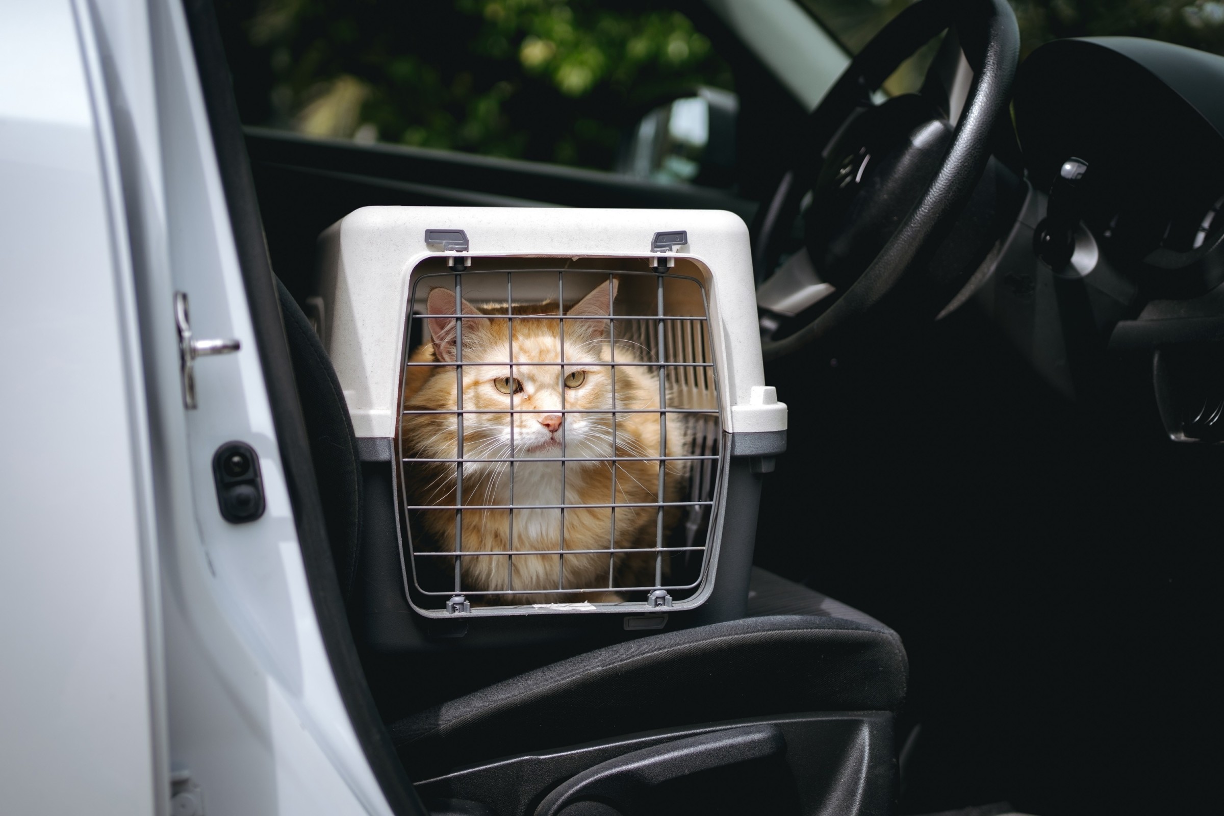 Moving with Pets Made Easy 7 Best Pet Carriers in 2023