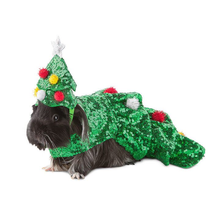 Petsmart Has Guinea Pig Christmas Costumes and I'm Dying