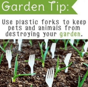 People Are Planting Plastic Forks In Their Gardens. Here's Why.