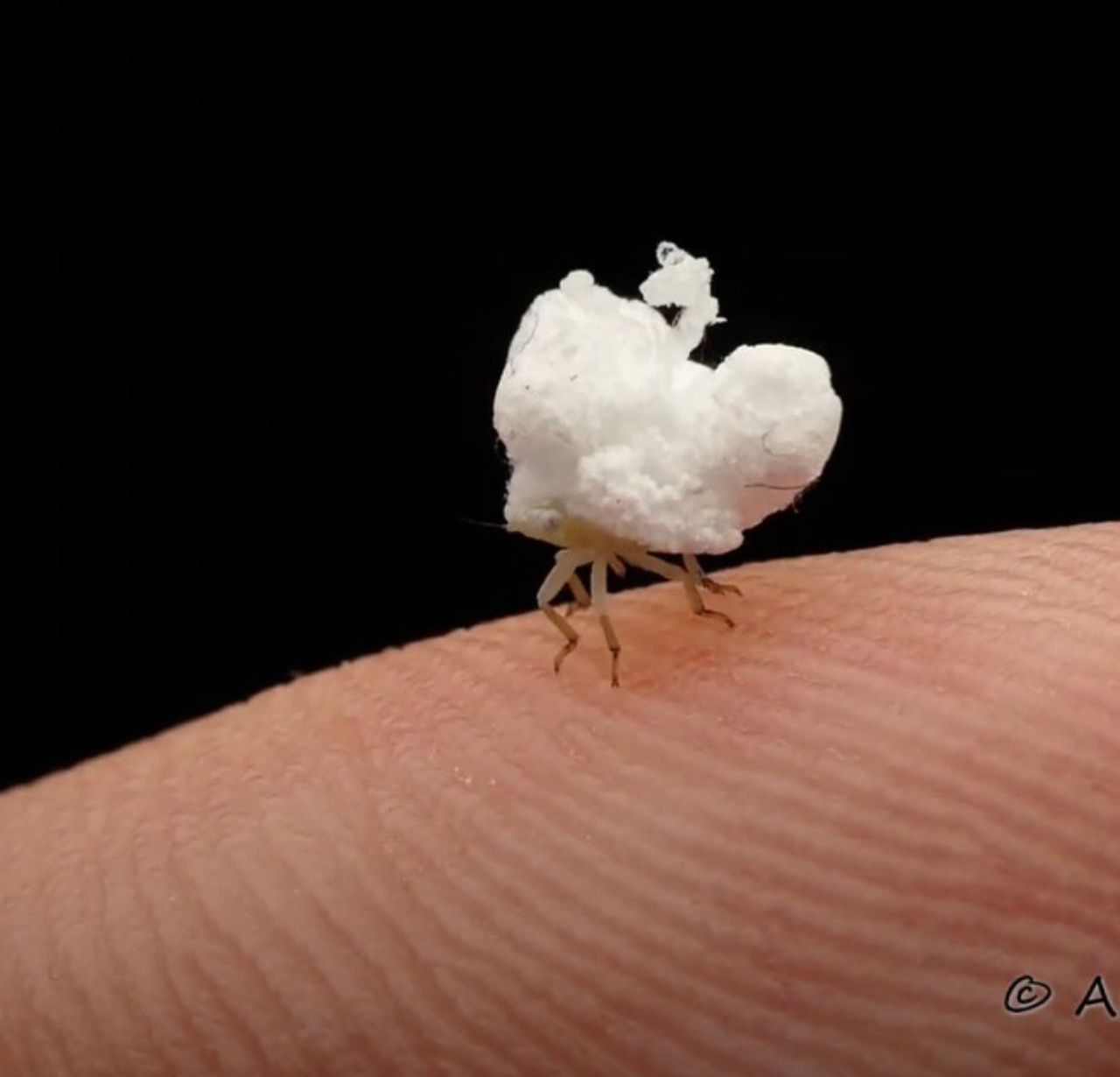 This Tiny Insect Looks Like A Fluffy Cotton Ball And I Want One