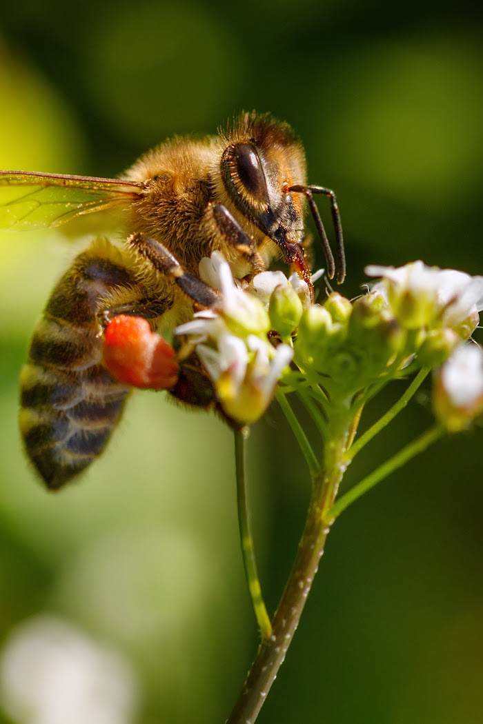 'Vulture Bees' That Feed On Flesh Exist And This Feels Like The