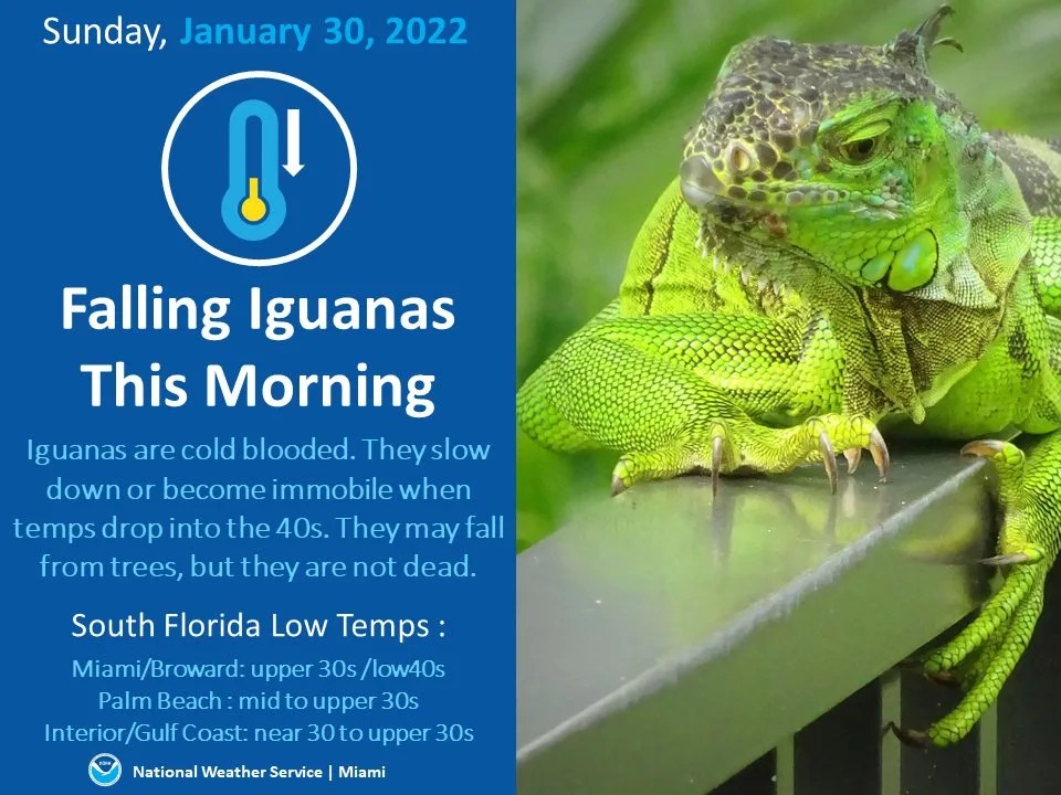 Florida is So Cold, Frozen Iguanas Are Falling From The Trees