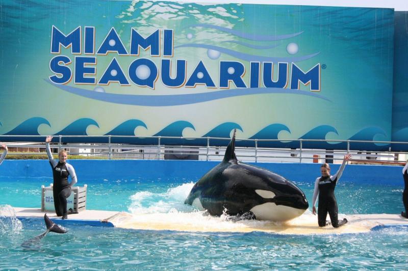 Miami Seaquarium with Transportation Miami, United States Gray Line