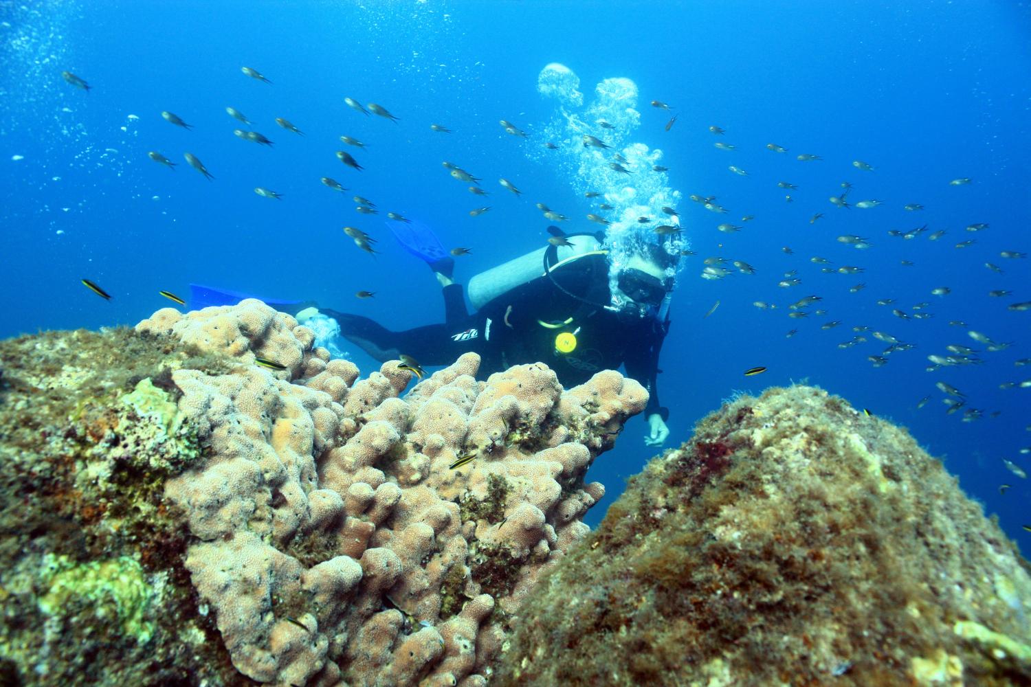 Discover Scuba Diving Cabo San Lucas Gray Line