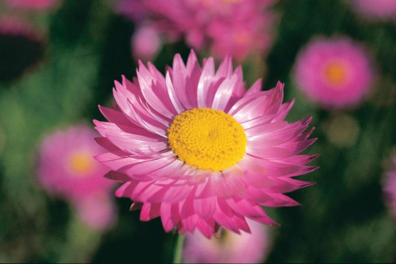 Perth Best Wildflower Tour Perth, Australia Gray Line