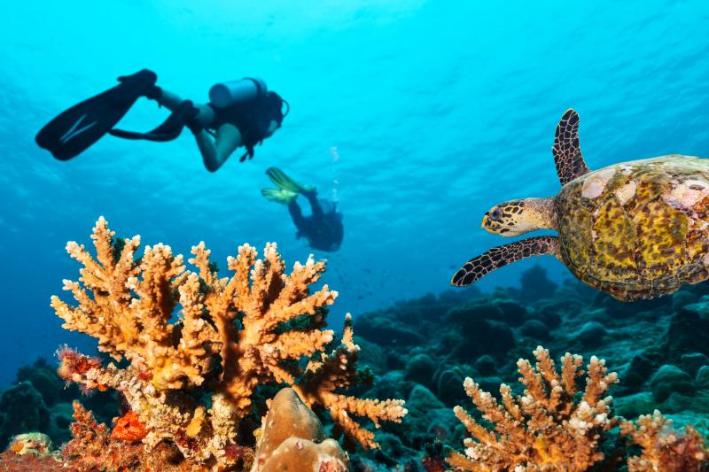 Scuba Diving Jamaica ScubaCaribe