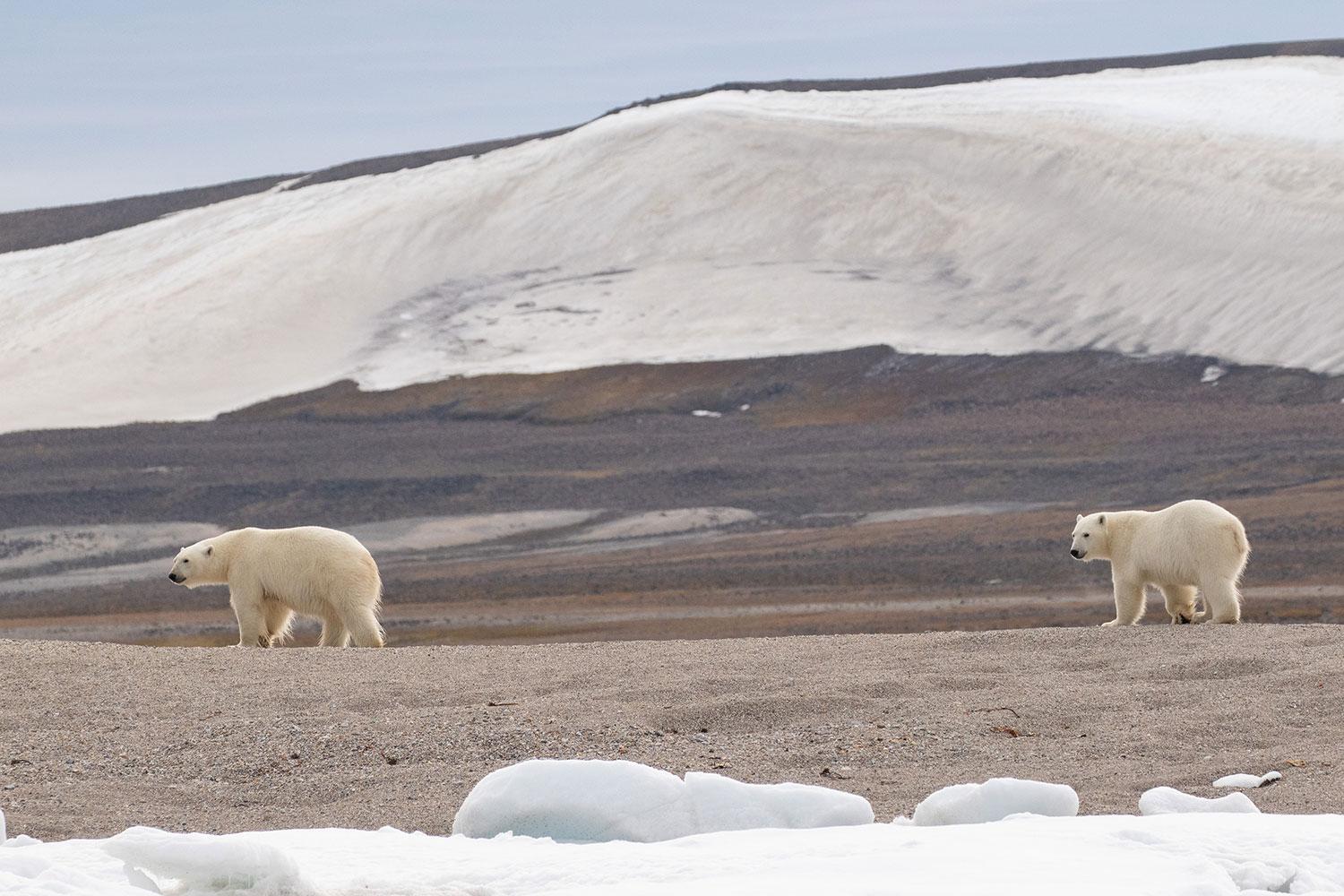 Svalbard, Lofoten & Bear Island Quest Expeditions Online