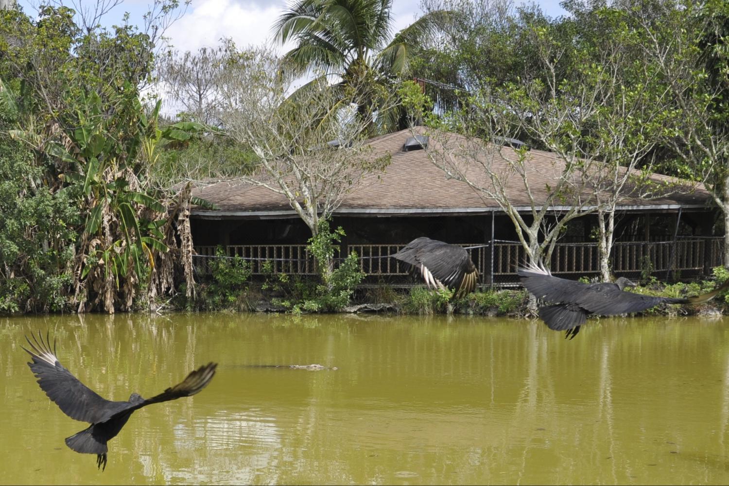 Everglades Safari Park Admission Tickets Miami