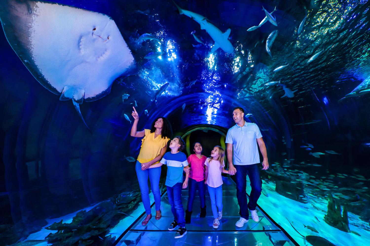 The Orlando ICON & SEA LIFE Orlando Aquarium Combo Ticket Orlando