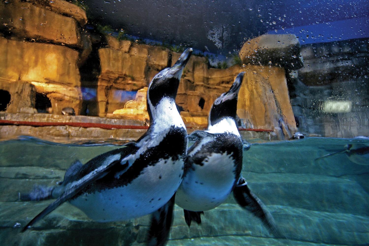 Dubai Aquarium and Penguin Encounter Entrance Ticket Dubai