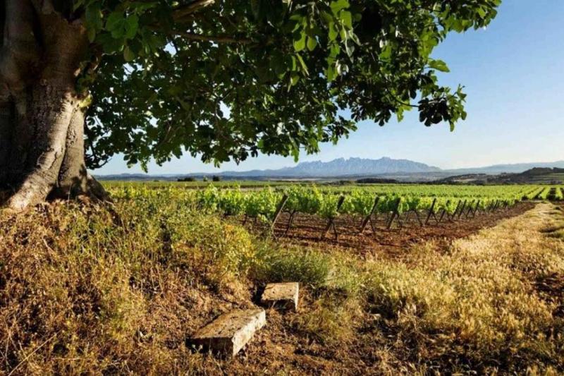 Private Wine Tour from Barcelona Penedés