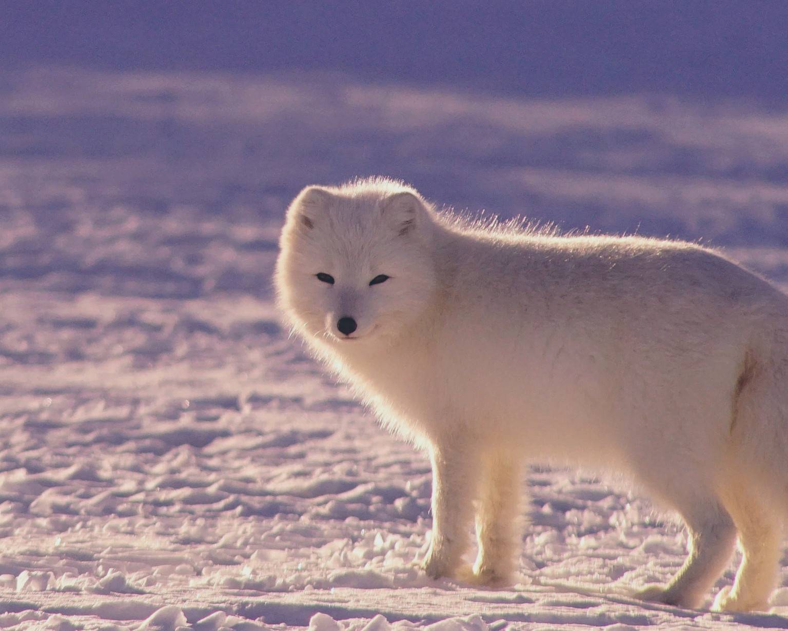 Arctic Wildlife Discover the Animals of the Arctic Circle TourRadar