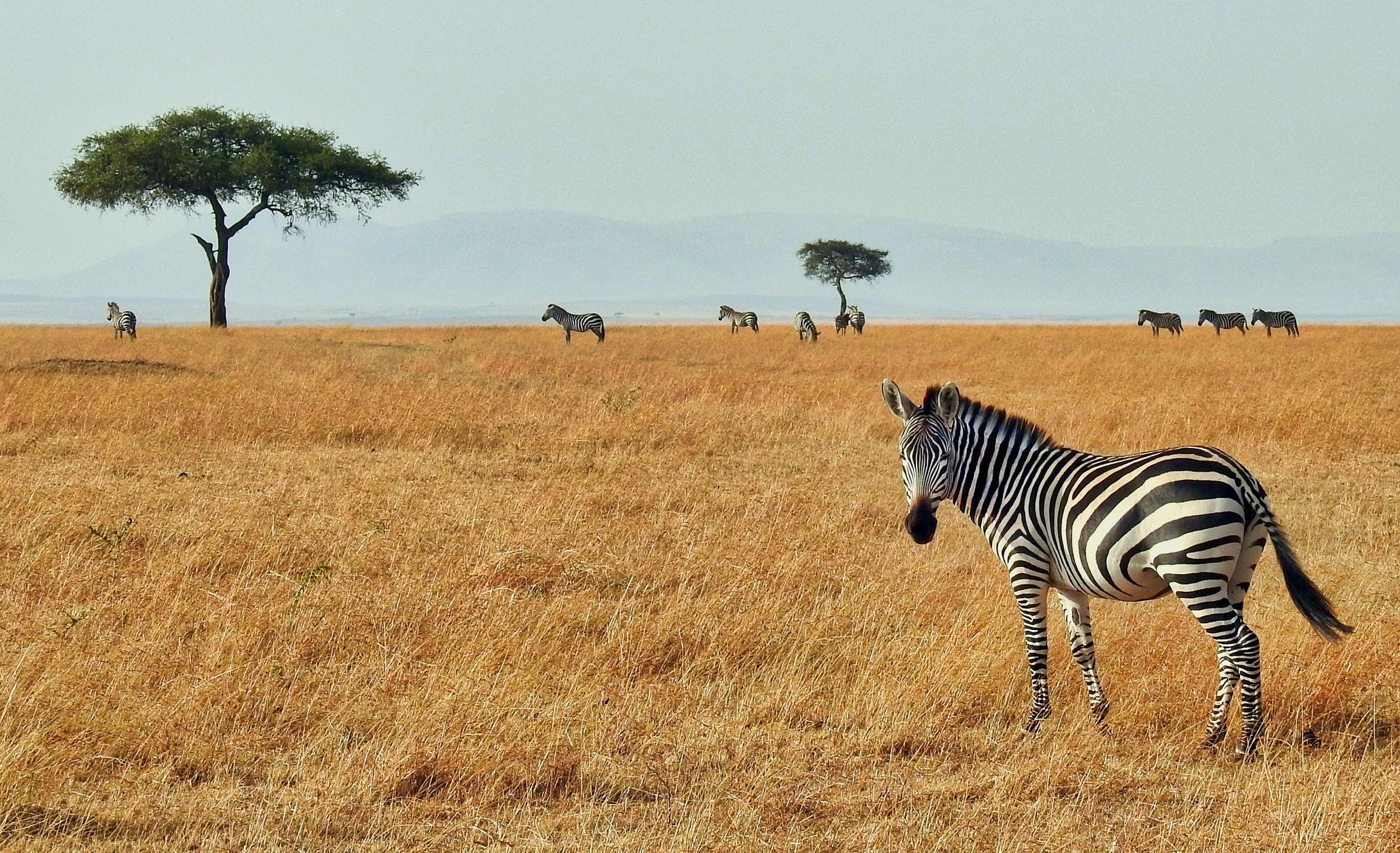 Explore South Africa Tours All Tours & Trips in 2021/2022 TourRadar