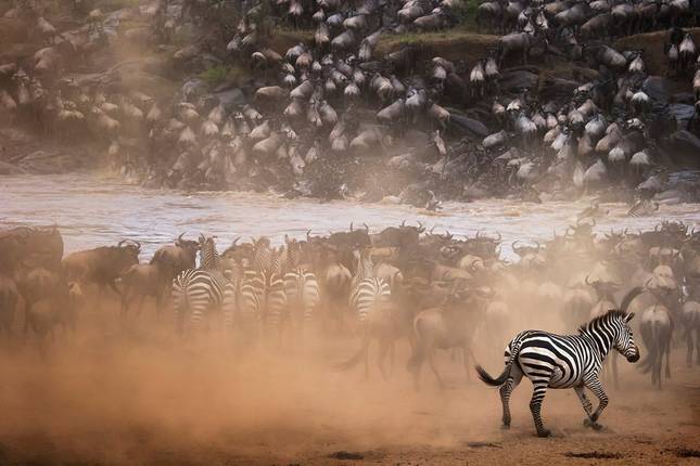 Top 10 Serengeti National Park Tour Deals 2021/2022 (with