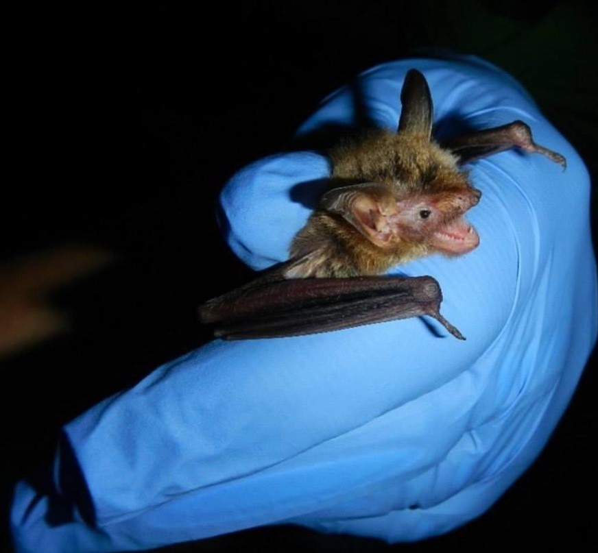 Northern LongEared Bat Listing Changed from Threatened to Endangered
