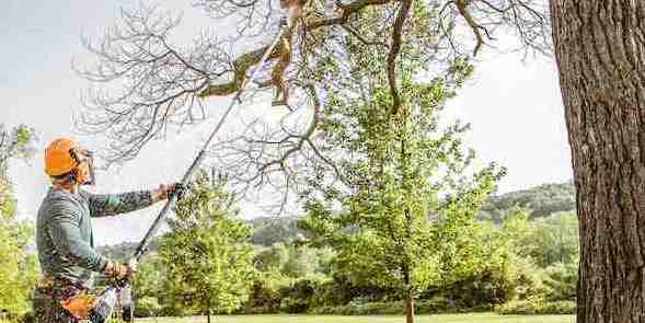 Best Arborist Near Me Tree Cutting Pros