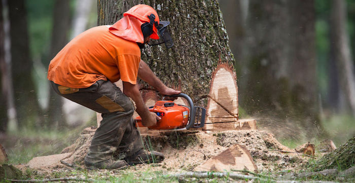 Indian Harbour Beach Tree Cutting & Tree Removal Service