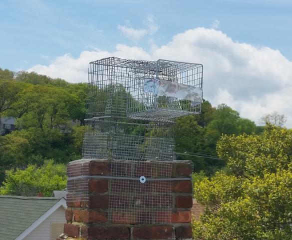 Wildlife Removal Raccoons removed and excluded in Piscataway, NJ