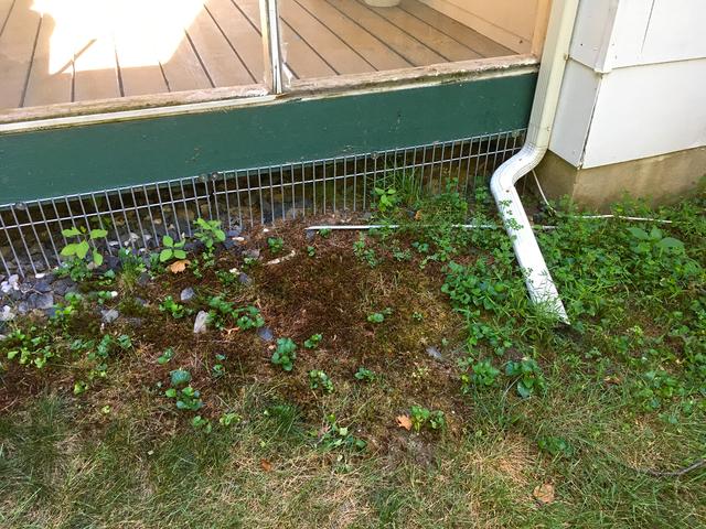 Wildlife Removal Epic Fail for a Groundhog in East Brunswick, NJ