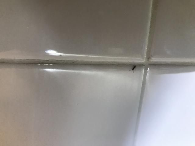 Cowleys Pest Services Pests We Treat Photo Album Exterminating Ants