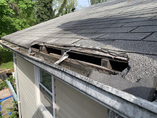 Cowleys Pest Services Wildlife Removal Photo Album Squirrels Take